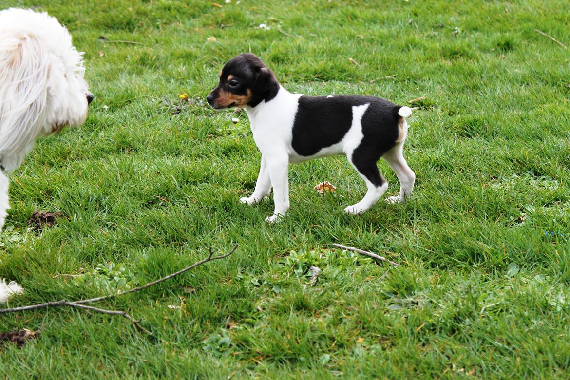 Dansk svensk gaardhund Kvik billede 13
