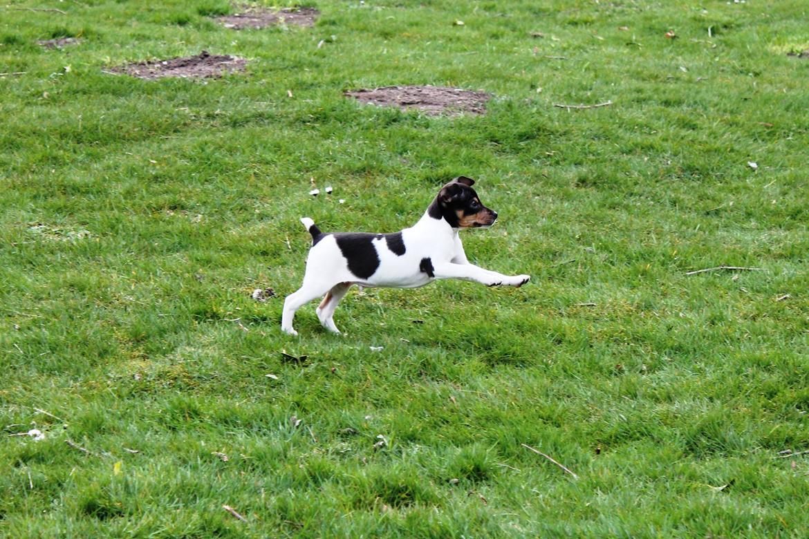 Dansk svensk gaardhund Kvik billede 14