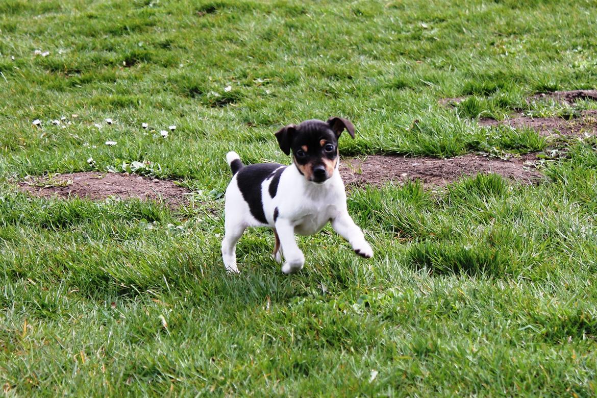 Dansk svensk gaardhund Kvik billede 16