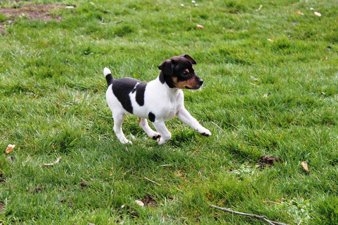 Dansk svensk gaardhund Kvik billede 11