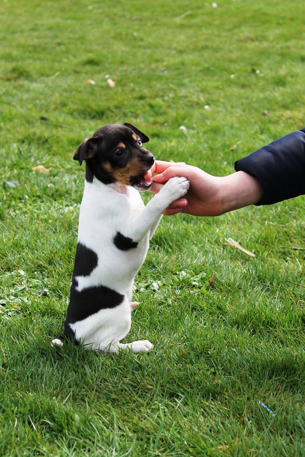 Dansk svensk gaardhund Kvik billede 15