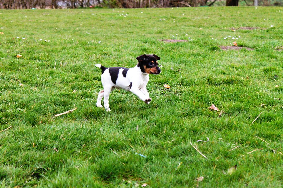 Dansk svensk gaardhund Kvik billede 6
