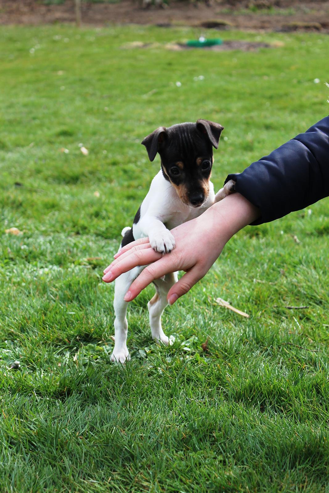 Dansk svensk gaardhund Kvik billede 17