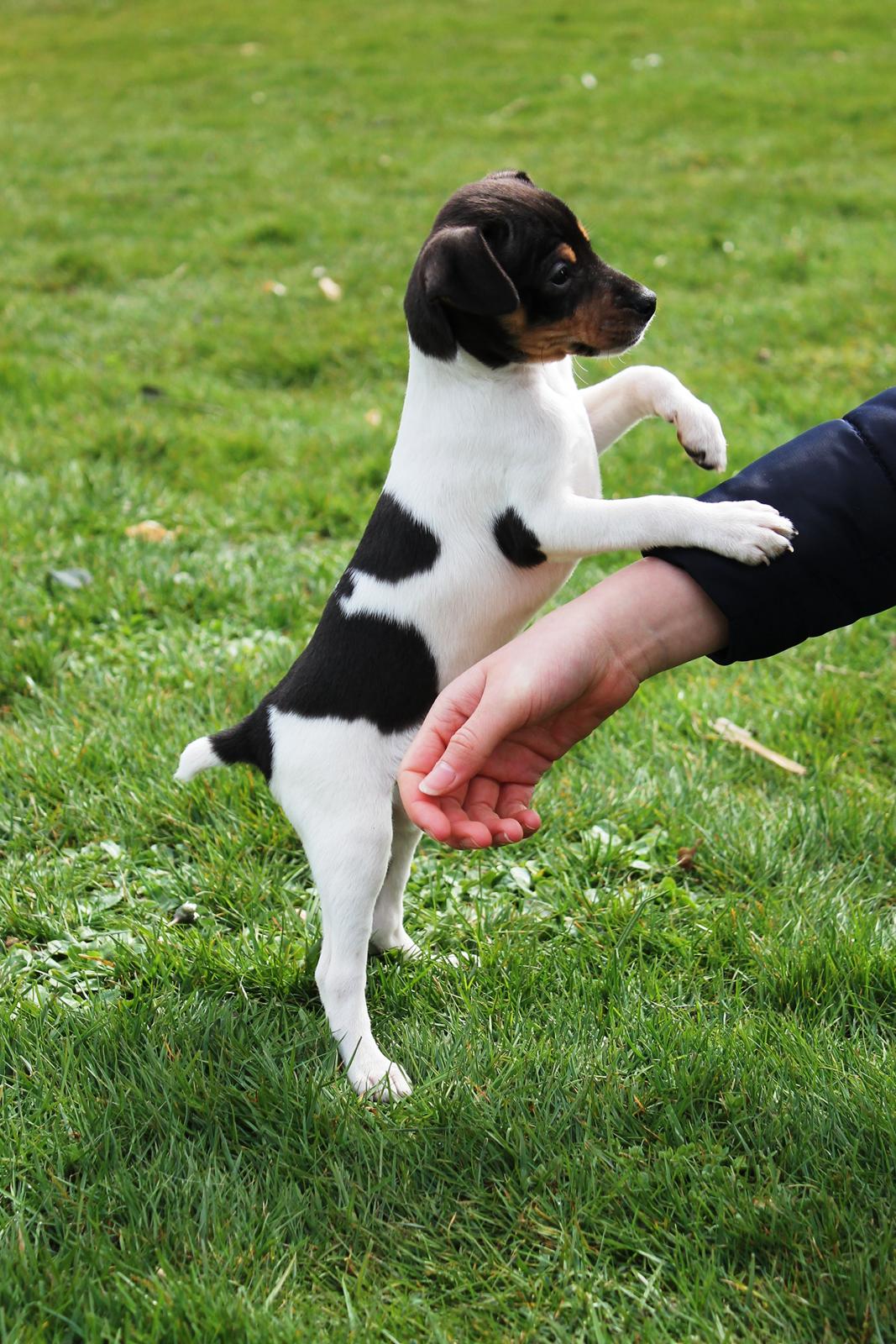 Dansk svensk gaardhund Kvik billede 8