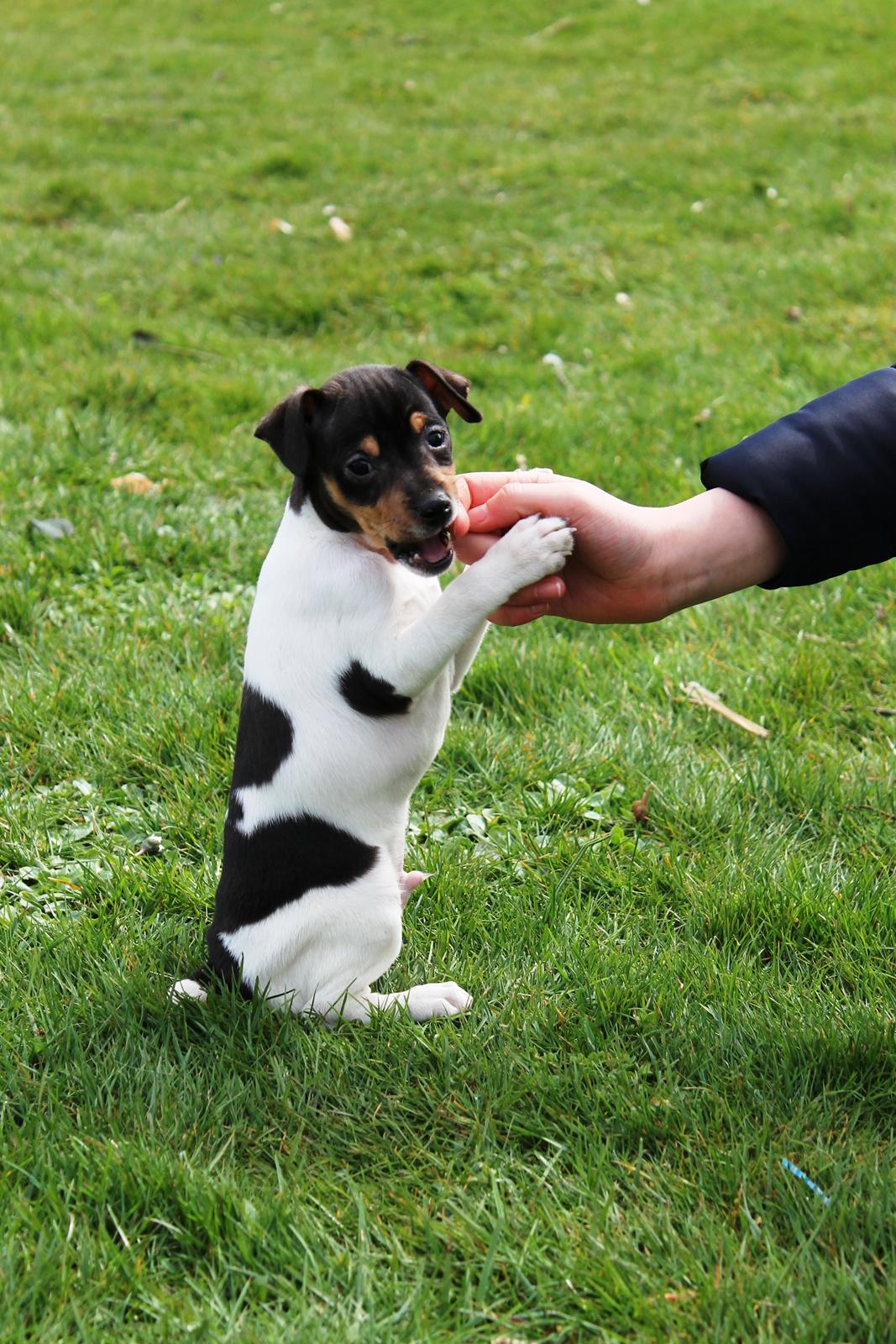 Dansk svensk gaardhund Kvik billede 12