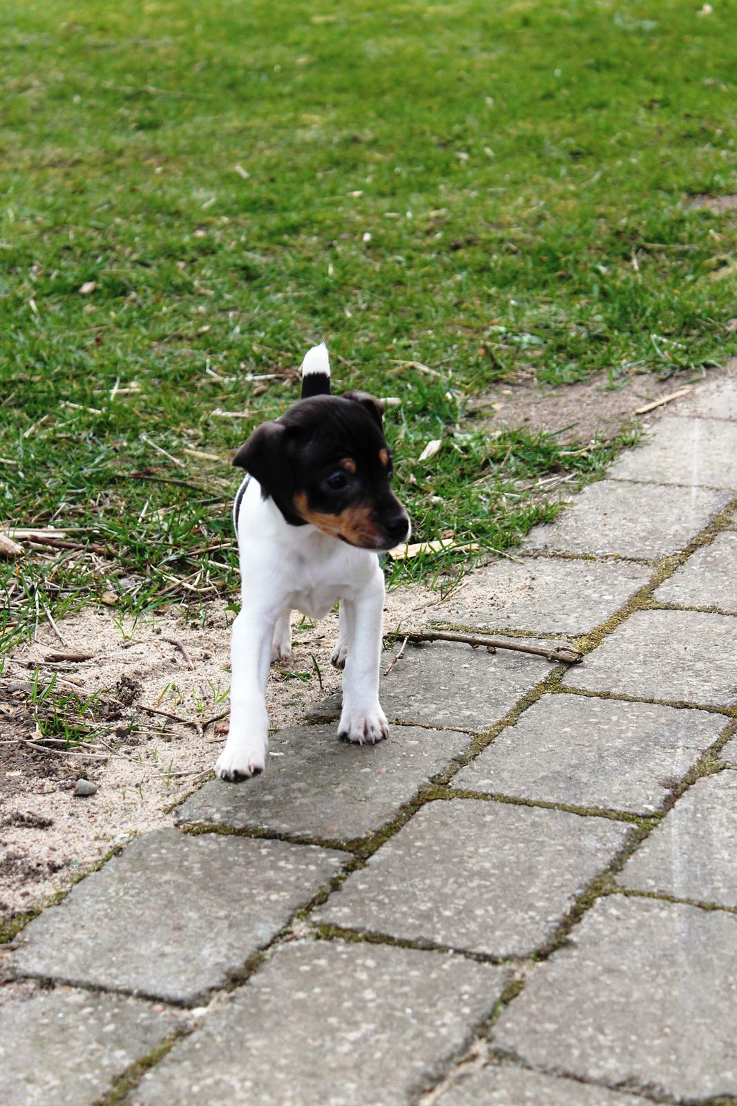 Dansk svensk gaardhund Kvik billede 18