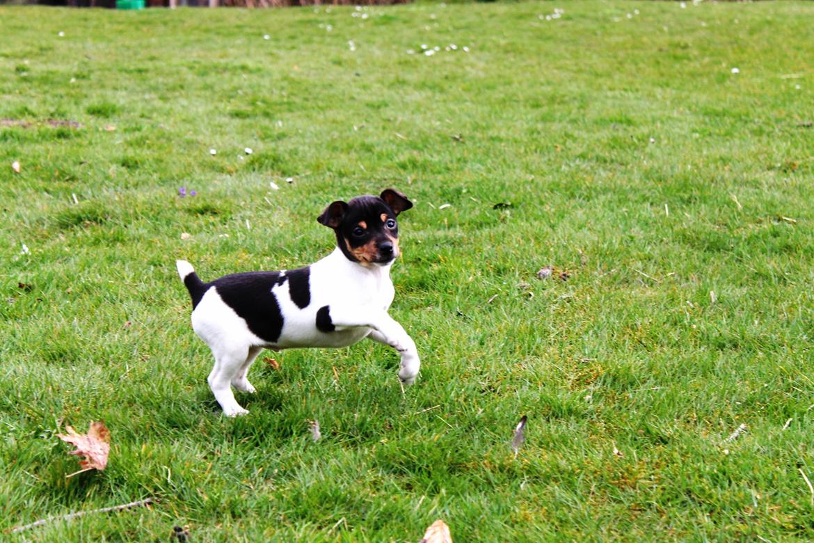 Dansk svensk gaardhund Kvik billede 4