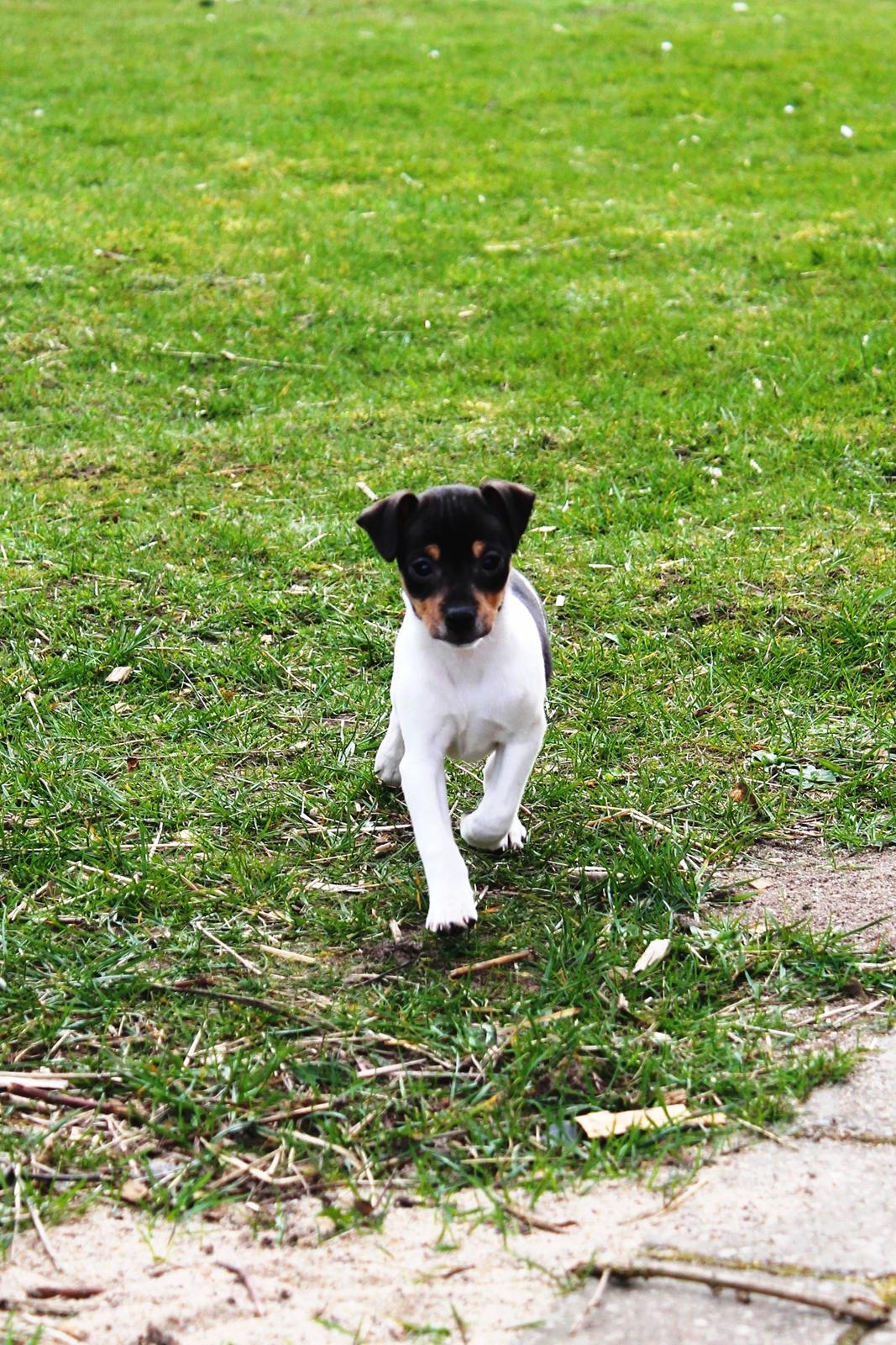 Dansk svensk gaardhund Kvik billede 3