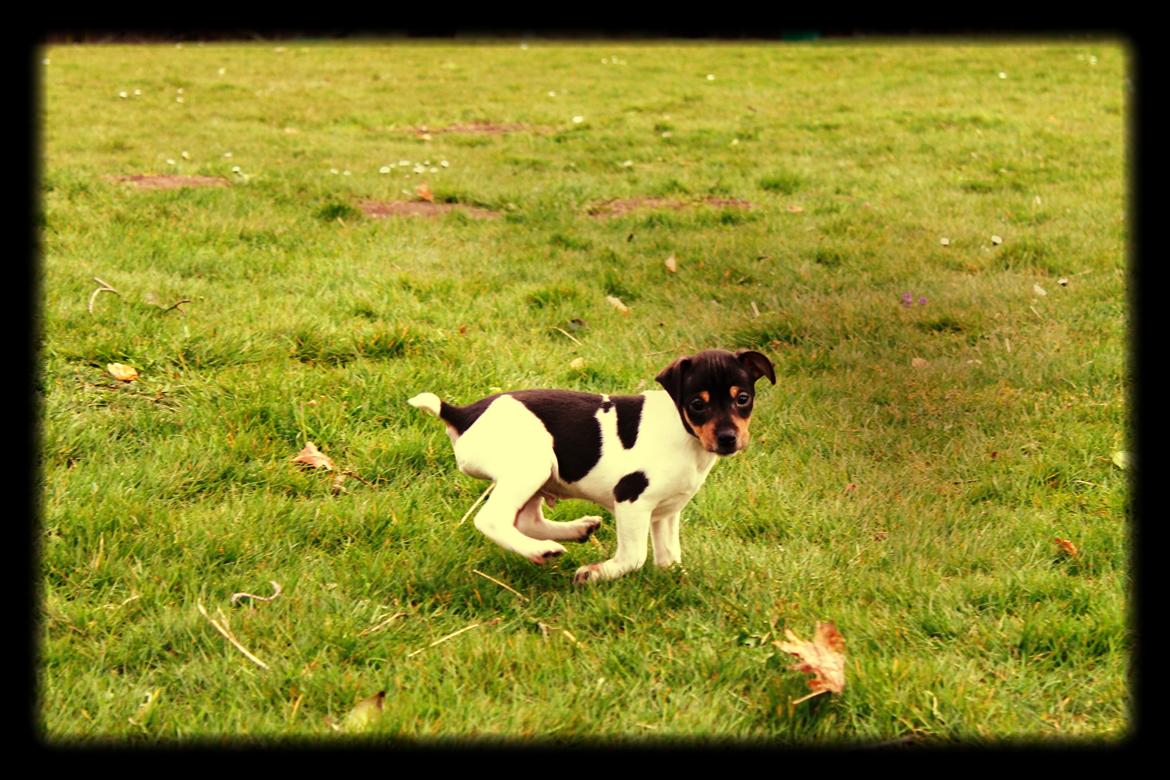 Dansk svensk gaardhund Kvik billede 7
