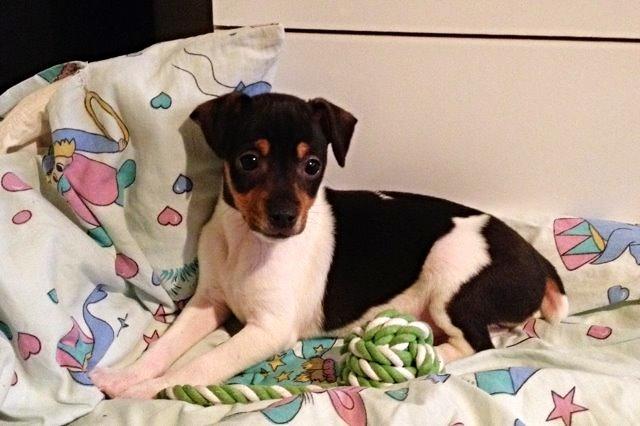 Dansk svensk gaardhund Kvik billede 2