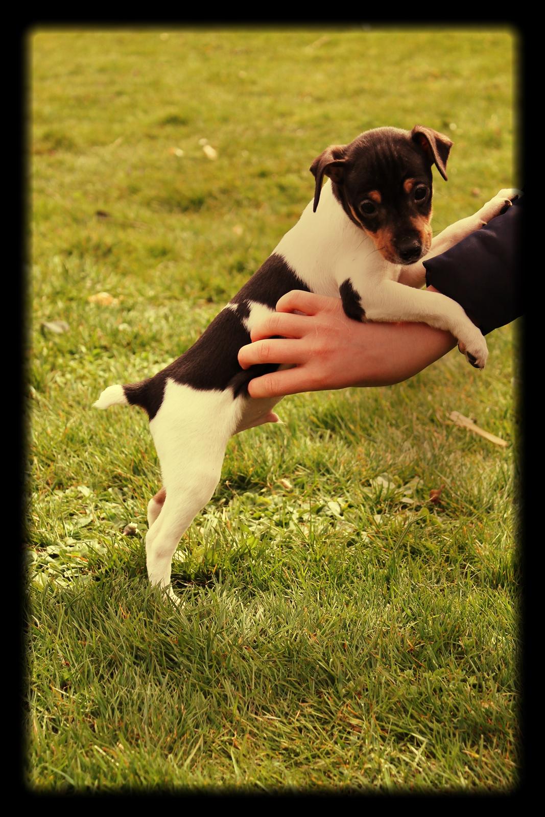 Dansk svensk gaardhund Kvik billede 1