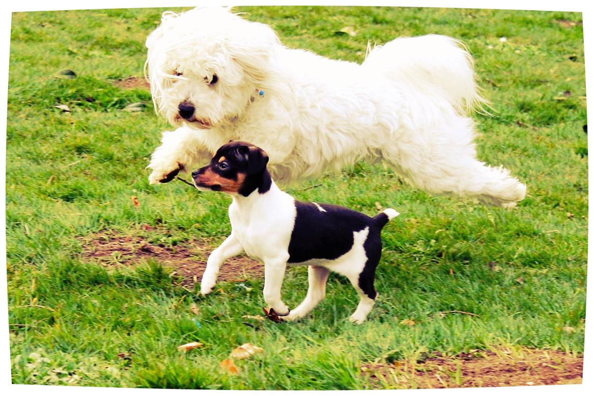 Dansk svensk gaardhund Kvik billede 5