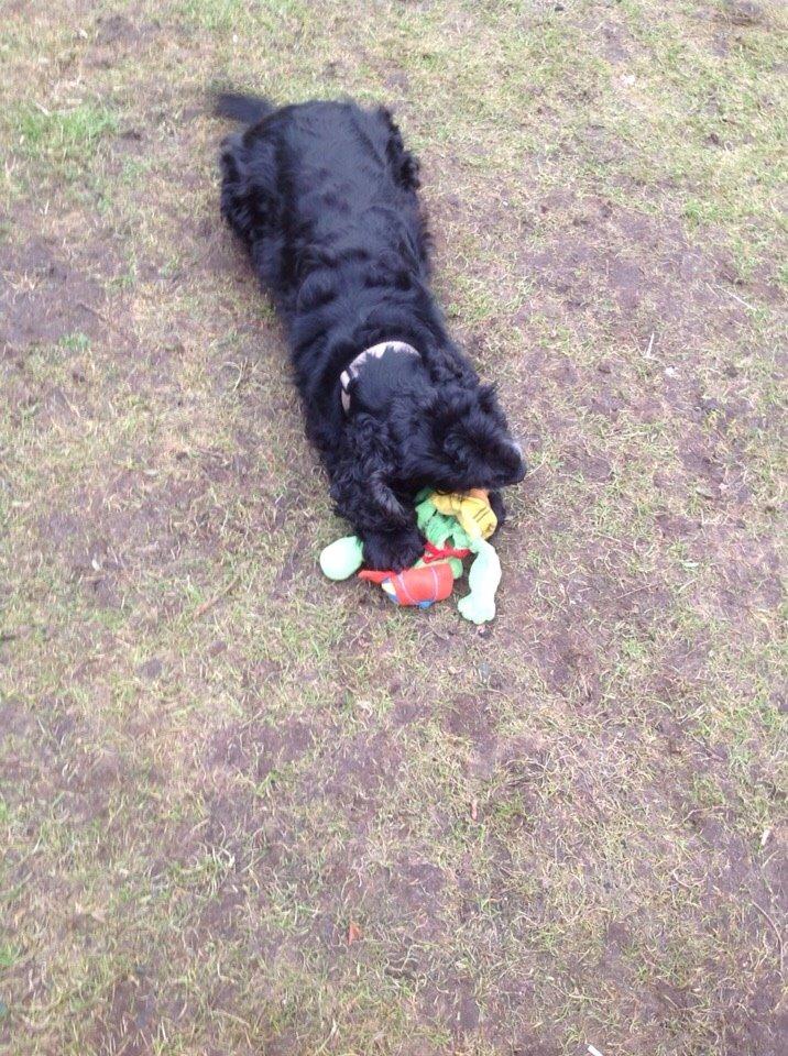 Cocker spaniel Frida billede 1