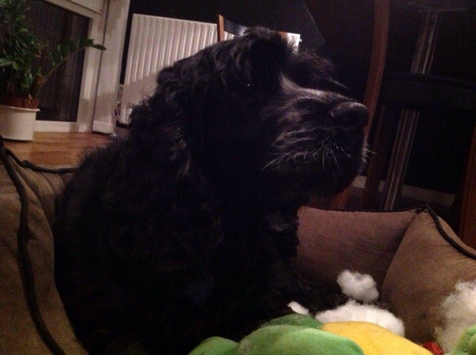 Cocker spaniel Frida billede 3