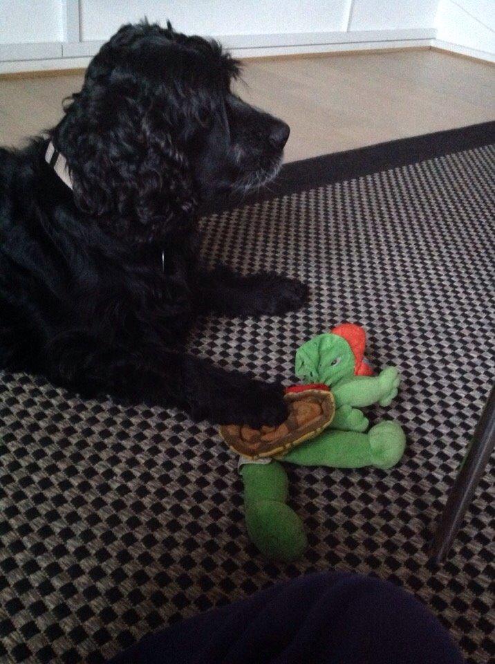 Cocker spaniel Frida billede 2