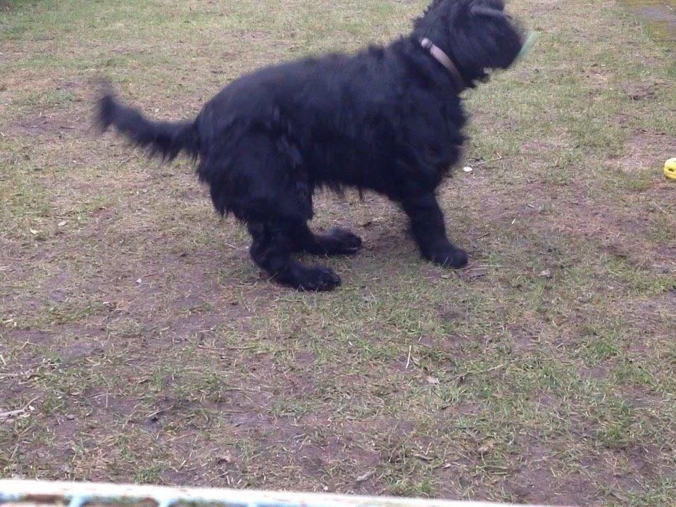 Cocker spaniel Frida billede 4