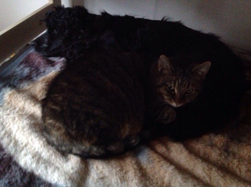 Cocker spaniel Frida billede 5