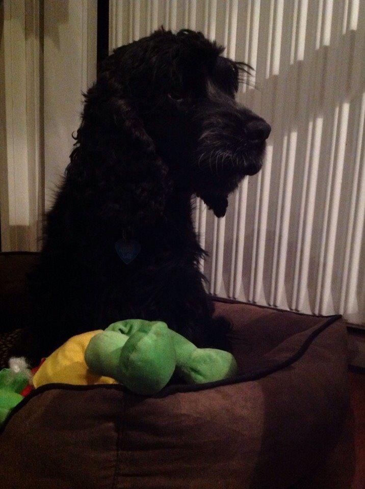 Cocker spaniel Frida billede 6