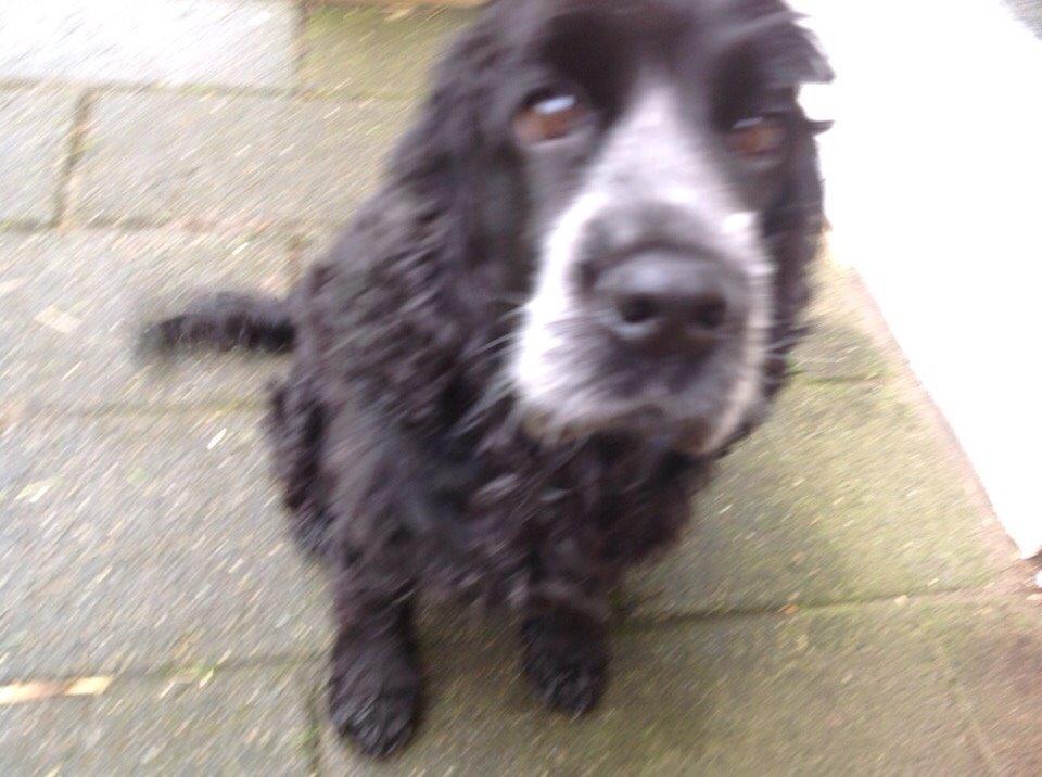 Cocker spaniel Frida billede 7