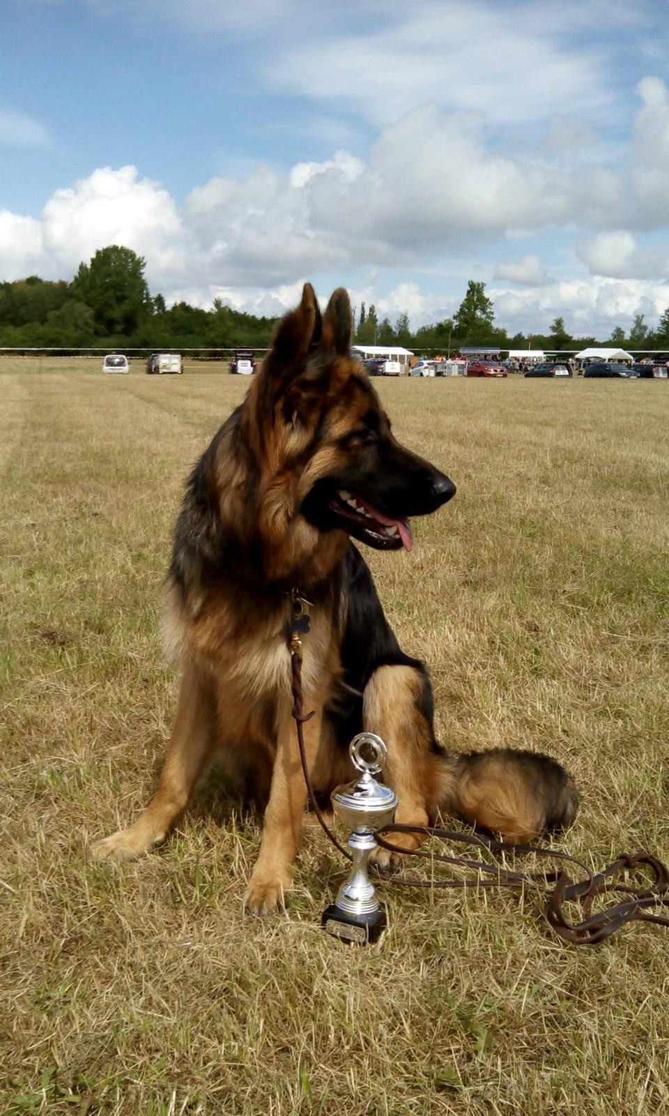 Schæferhund Vestegnen's Ciba - Lansdelsskue kalundborg juni 14 billede 20