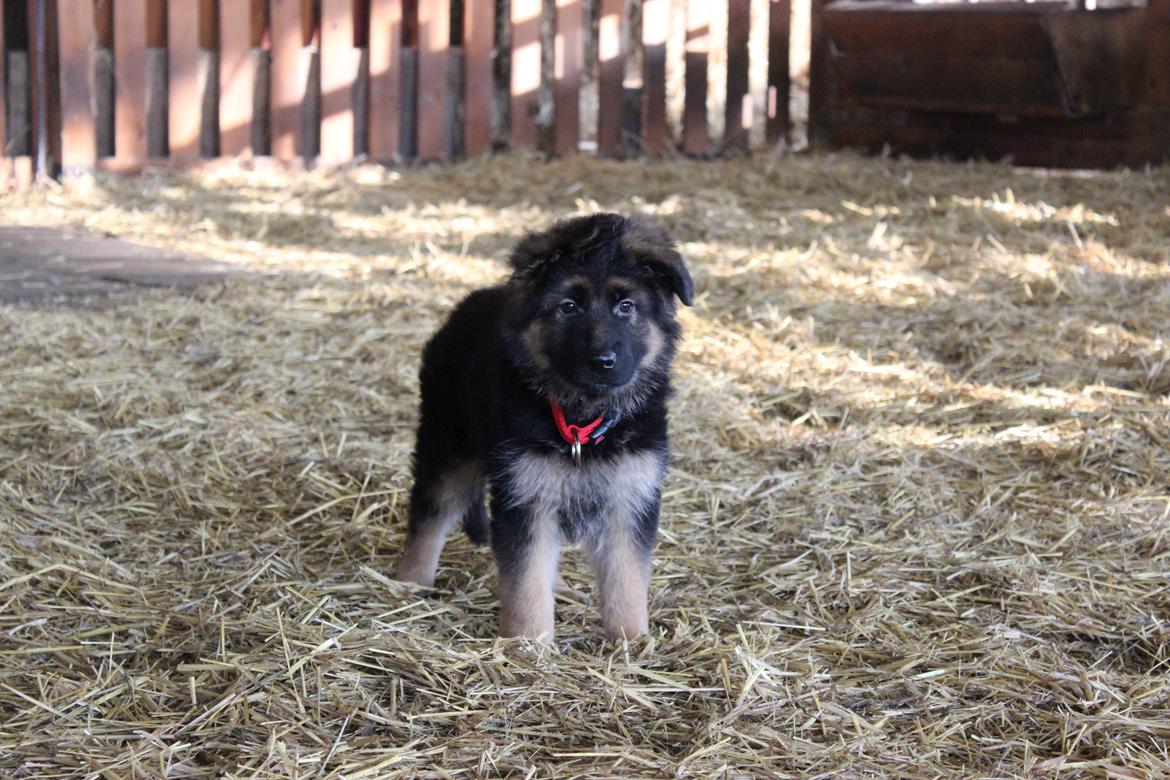 Schæferhund Vestegnen's Ciba - Ciba 9 uger billede 29