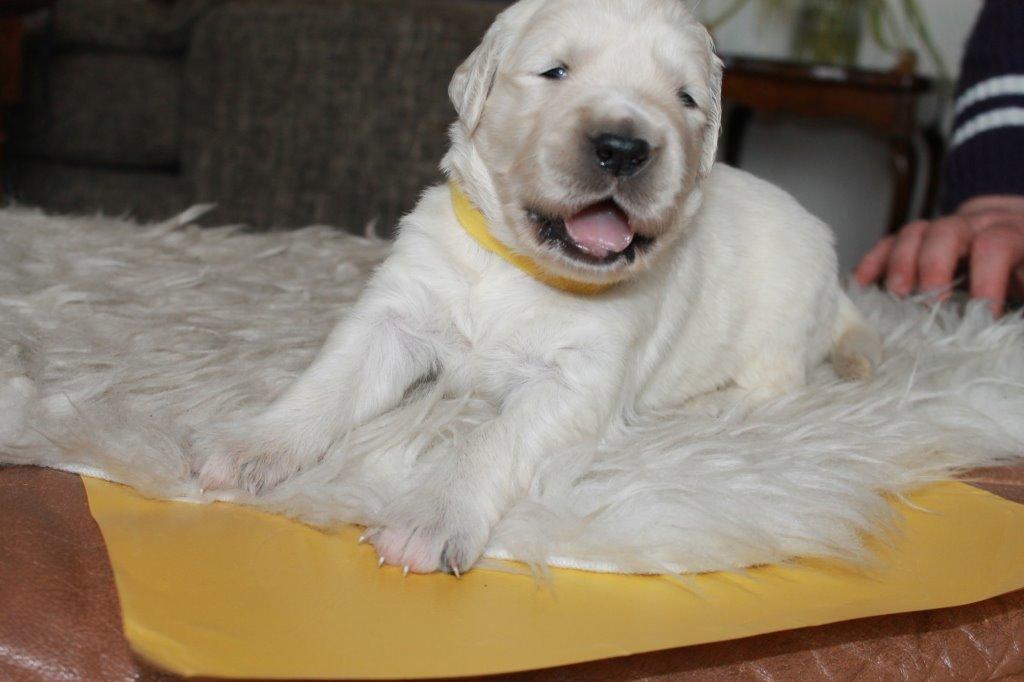 Golden retriever Lilly billede 9