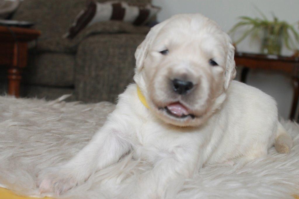 Golden retriever Lilly billede 4