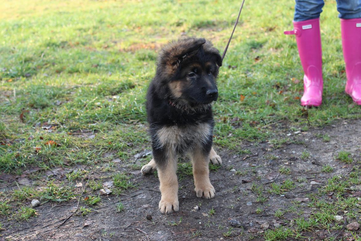 Schæferhund Vestegnen's Ciba - Ciba 9 uger billede 24