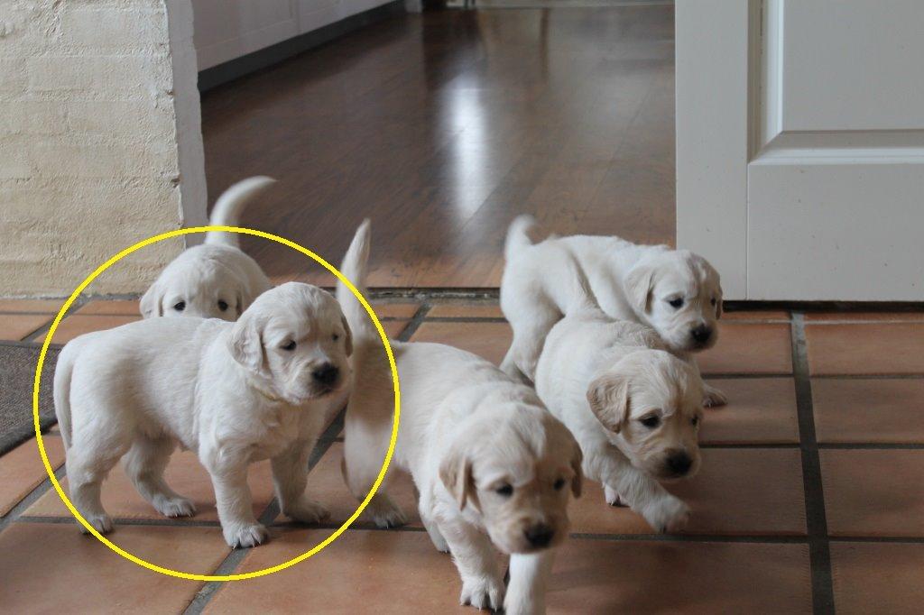 Golden retriever Lilly billede 7