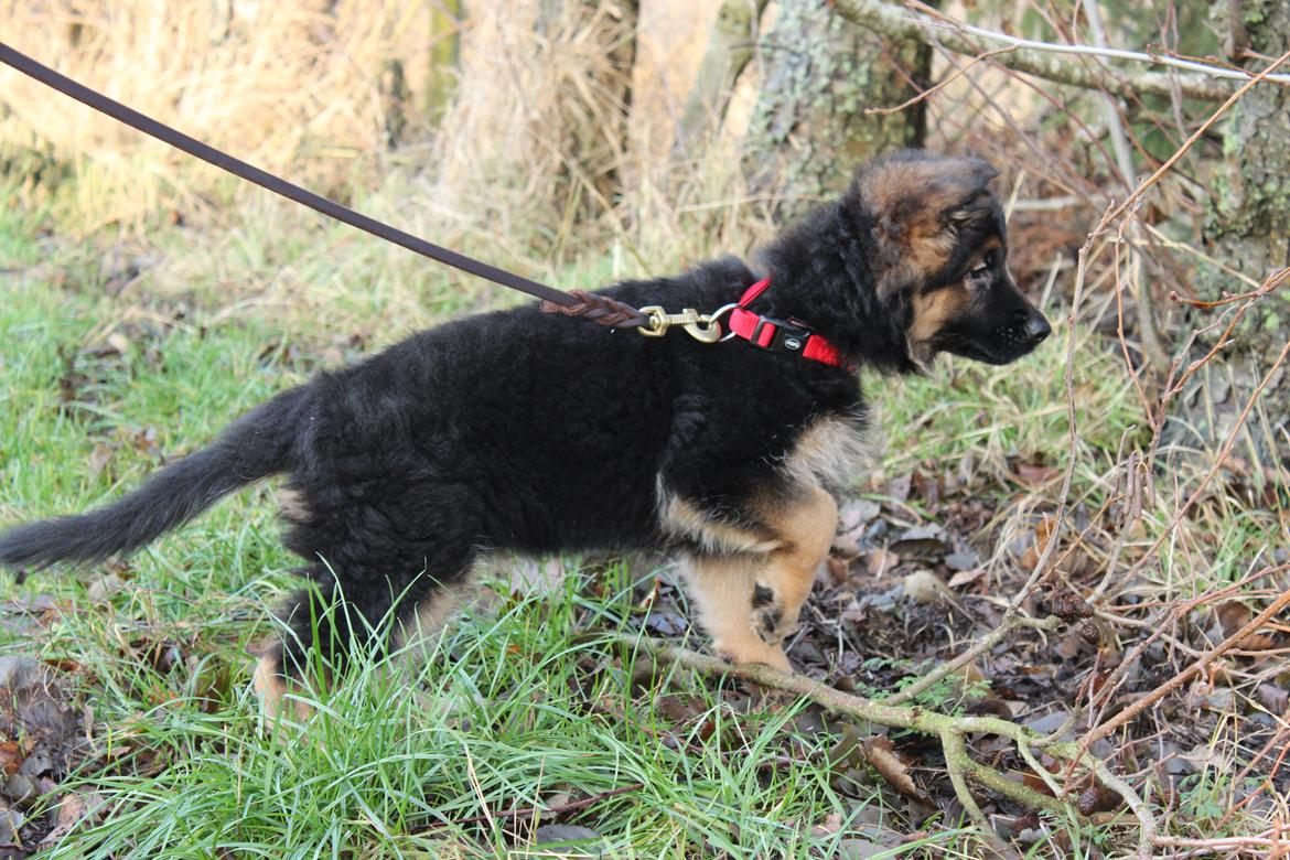 Schæferhund Vestegnen's Ciba - Ciba 9 uger. Mens hun stadig troede hun skulle være stående jagthund billede 28