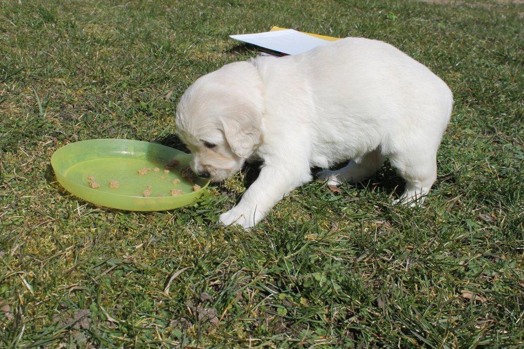 Golden retriever Lilly - Første rigtige måltid :D billede 12