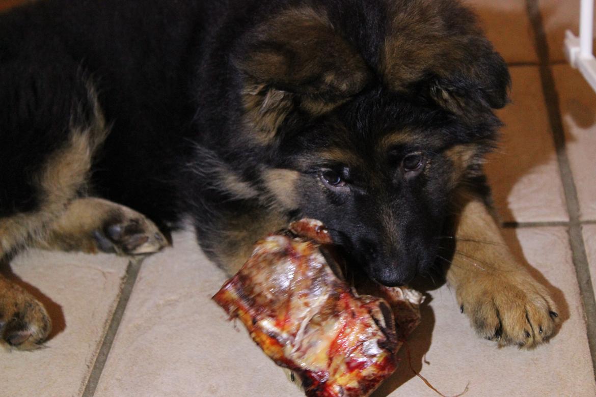 Schæferhund Vestegnen's Ciba - Ciba 9 uger billede 25