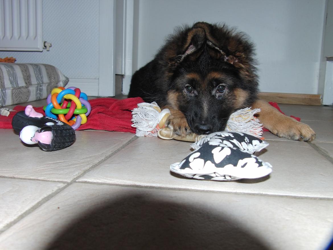 Schæferhund Vestegnen's Ciba - ciba 10 uger billede 27