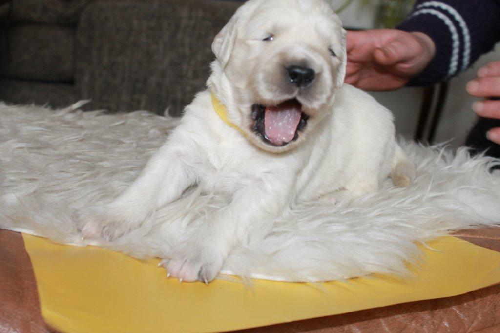 Golden retriever Lilly - Årh det er hårdt at være så lækker! billede 10