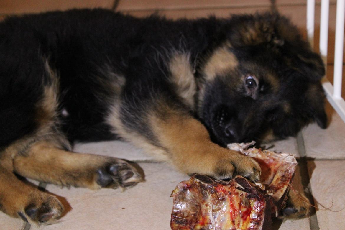 Schæferhund Vestegnen's Ciba - Ciba 9  uger billede 26