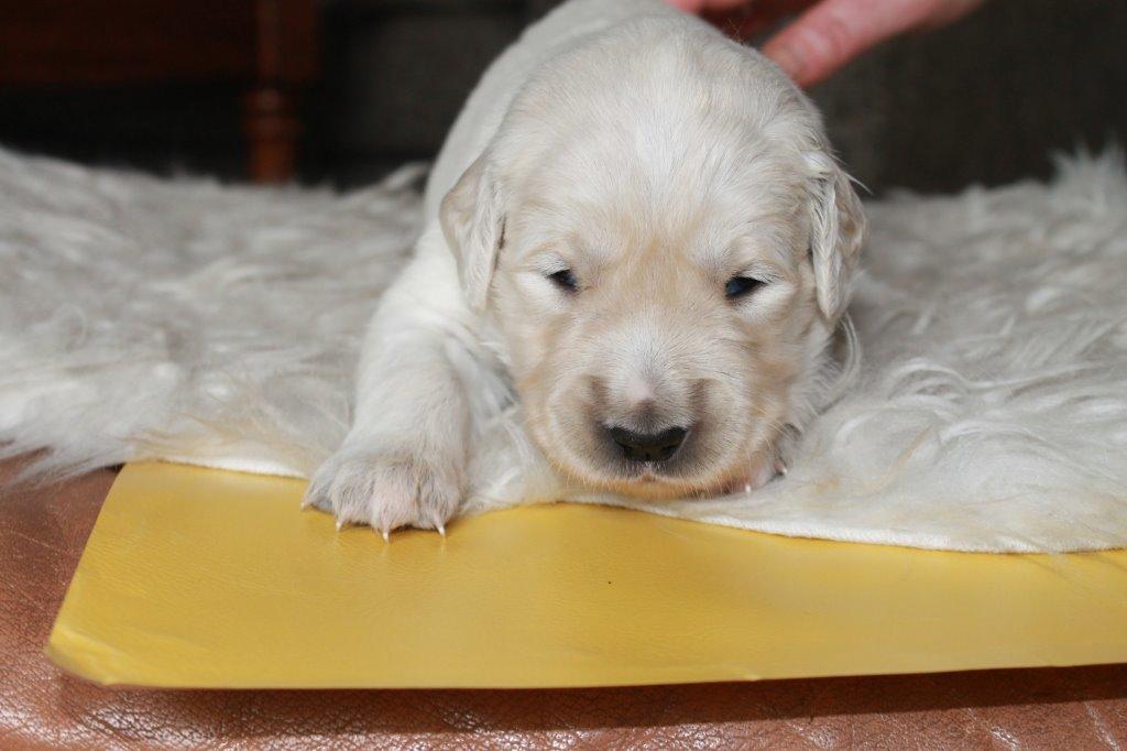 Golden retriever Lilly billede 11