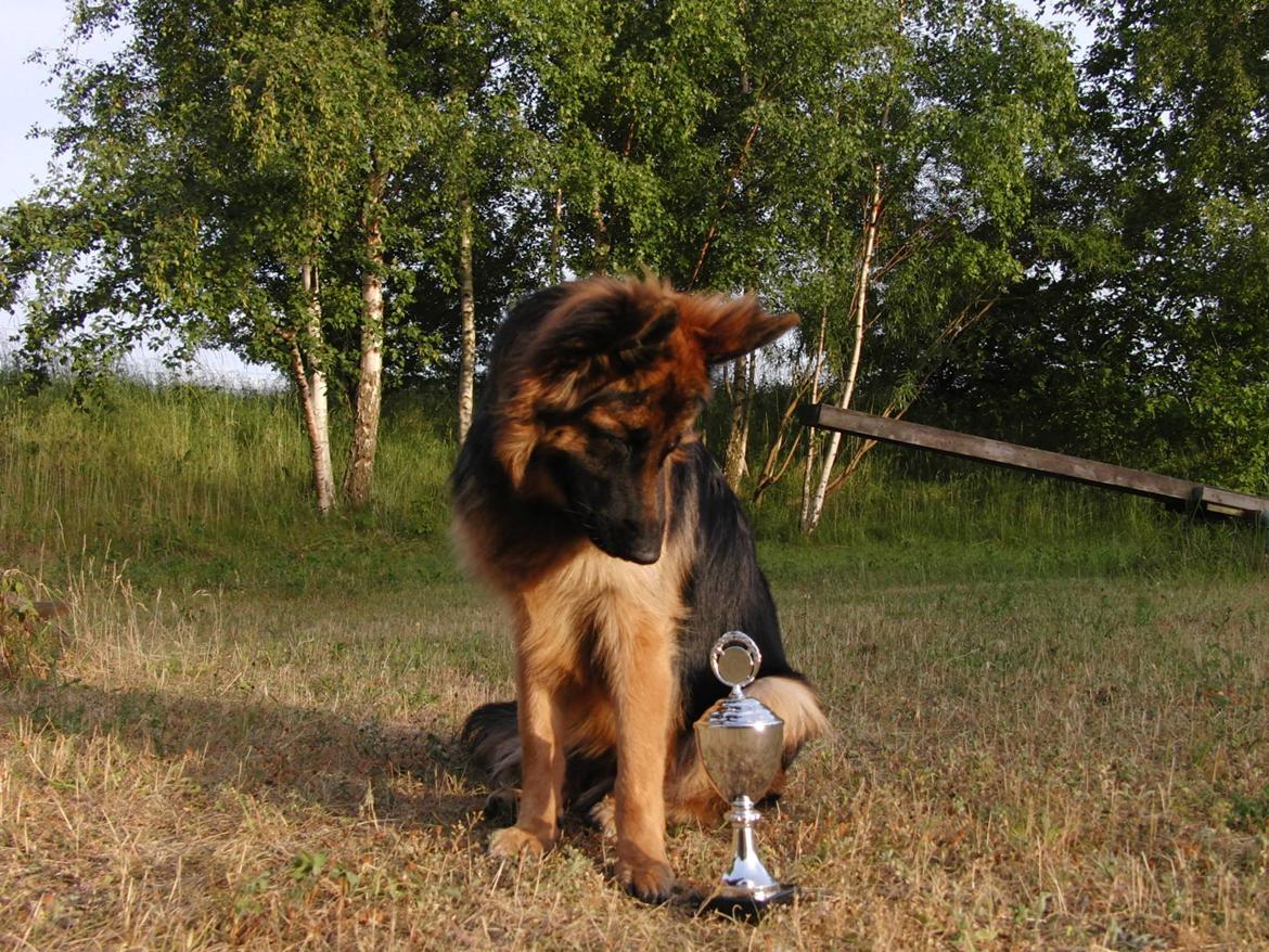 Schæferhund Vestegnen's Ciba - Hvalpeshow kreds 6 - juni 14 billede 21