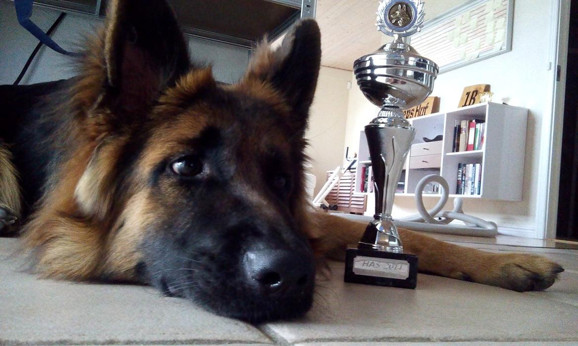 Schæferhund Vestegnen's Ciba - Efter hovedavlsskuet 2014. En godt brugt Ciba billede 19