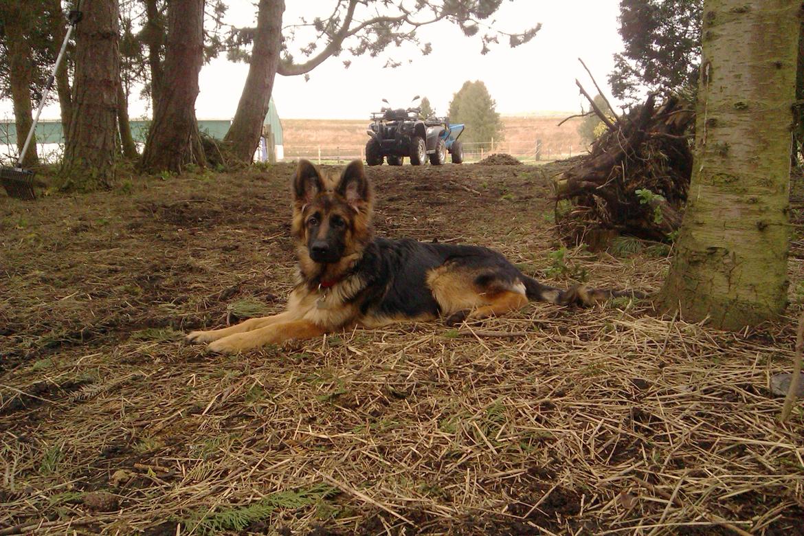 Schæferhund Vestegnen's Ciba - 5 mdr. På arbejde på "farmen" billede 22