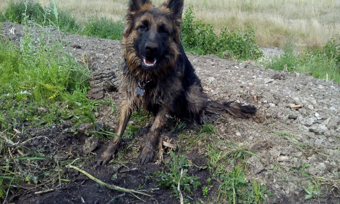 Schæferhund Vestegnen's Ciba - Lykken er en nyetableret sø midti hedebølgen sommer 2014 billede 18