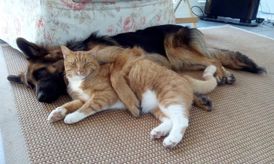 Schæferhund Vestegnen's Ciba - Bedste venner billede 23