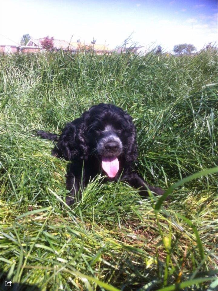 Cocker spaniel Frida billede 8