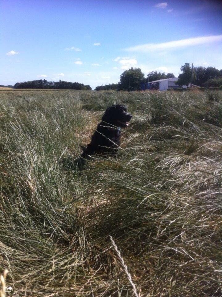 Cocker spaniel Frida billede 9