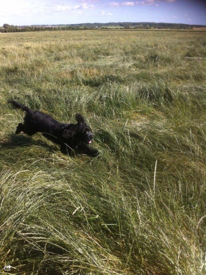 Cocker spaniel Frida billede 10