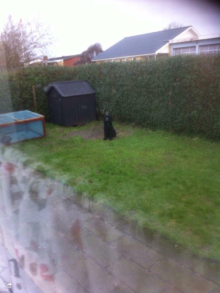 Cocker spaniel Frida billede 11