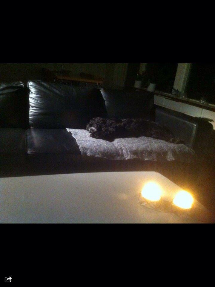 Cocker spaniel Frida billede 13