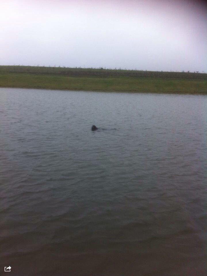 Cocker spaniel Frida billede 12