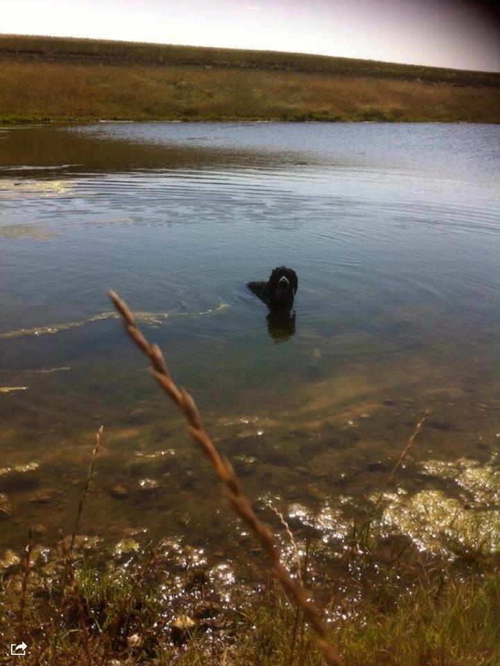 Cocker spaniel Frida billede 15