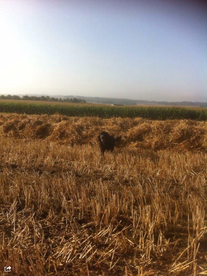 Cocker spaniel Frida billede 14