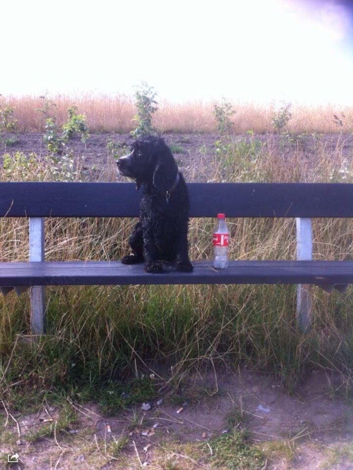 Cocker spaniel Frida billede 16